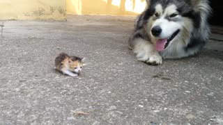 When Dad Brought This TINY Kitty Home, He Never Expected His Dog To React Like This …OMG