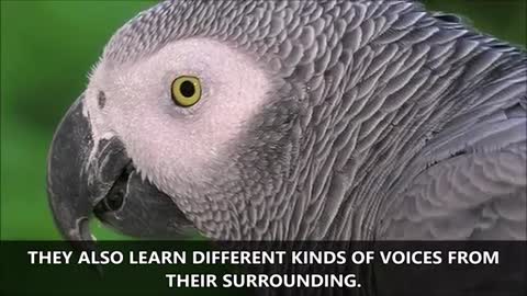 The Most Intelligent Talking Birds