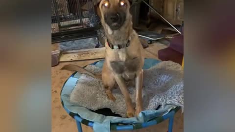 Old kids trampoline makes great dog beds!!