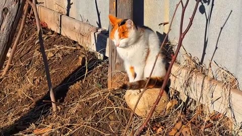 Village cat. A cute cat is looking for something