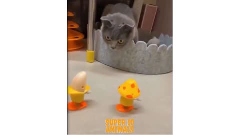 Cat does not know what is going on! Check her face!