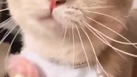 cat asks to be petted