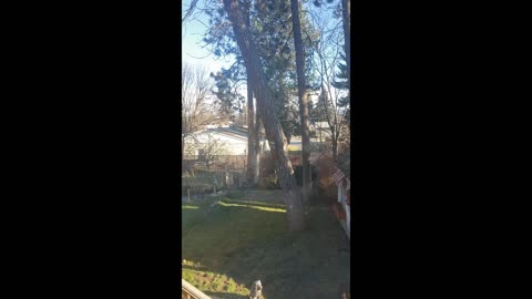 Crash of 100 Foot Pine Tree Caught on Tape!