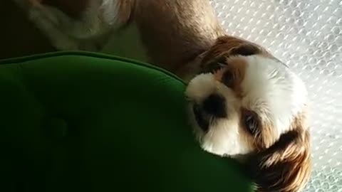 Shih Tzu Enjoys Sunbathing Peacefully