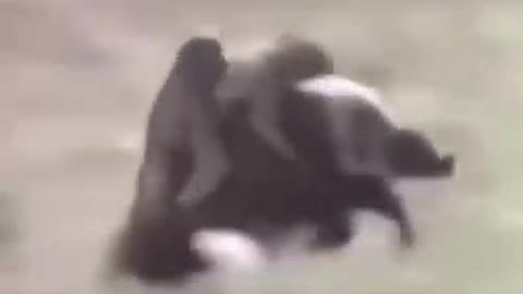 new very funny video so the monkeys are jump up the buffalo.