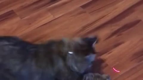 Cat Vs Laser Pointer 🐈 😂 - Funny Animal Reaction Videos #shorts