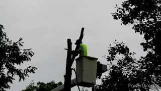 Tree Removal