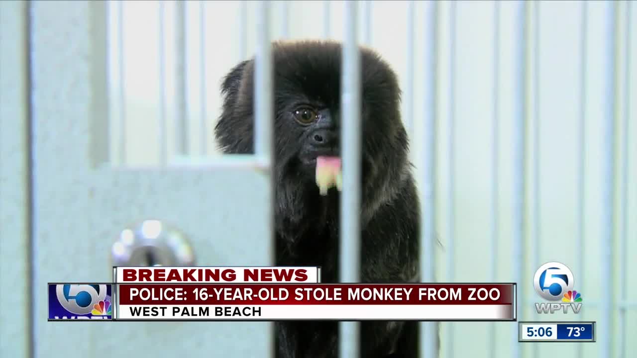 Police: 16-year-old stole monkey from Palm Beach Zoo in February