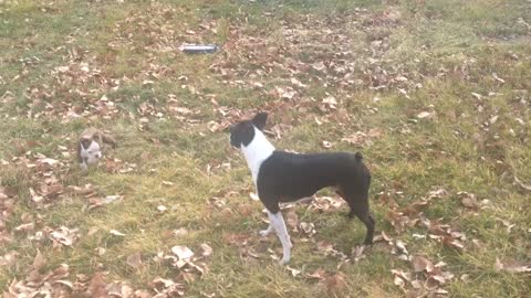 Boston Terrier extremely excited to be outside