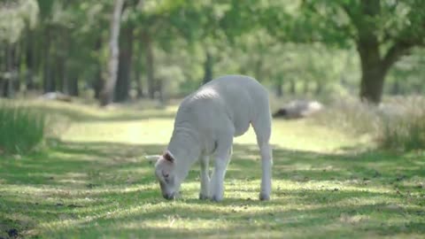 Random of Wild Animals and Pets Collection That Will Make You Happy and Relax