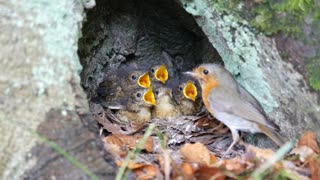 Mother Robin Cares for Chicks