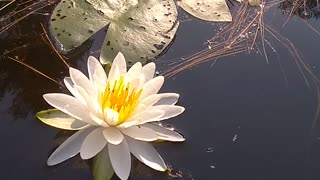 Water Lilly