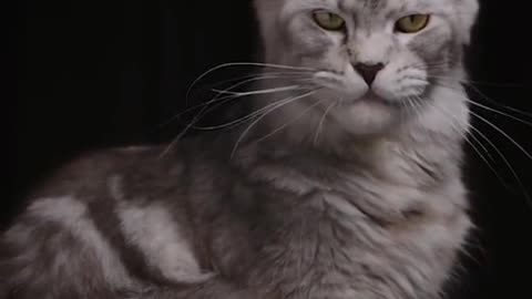 The most incredible and majestic cats
