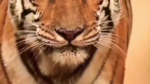 Big walking tiger