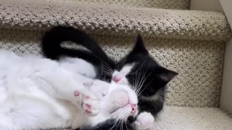 cats on stairs 🙀🙀❤