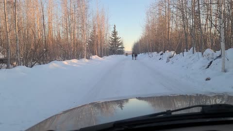 Traffic Jam by moose on my way to work