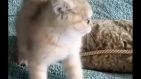 Funniest Cats 😹 - Don't try to hold back Laughter 😂 - Funny Cats Life