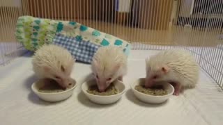 hedgehog eating food with family members