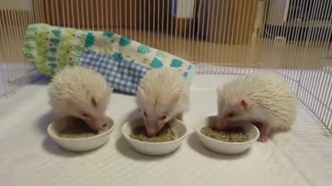 hedgehog eating food with family members