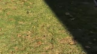 Two white dogs chasing each other in backyard