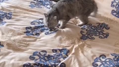 The kitten plays on the bed