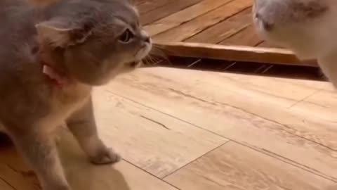 Cat fighting mood😡