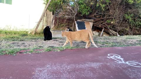 Cats playing on the road #cat #kitten #catsplaying #petstv