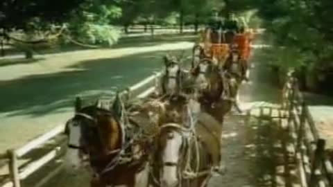 A Tiny Donkey Walks Up To 5 Massive Clydesdales, His Following Move Has Internet In Laughter