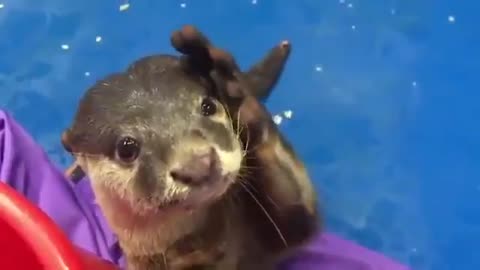 Otter wants to be petted