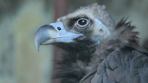 Watch this eagle up close with great music