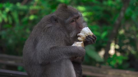 Monkey Eating in Jungle