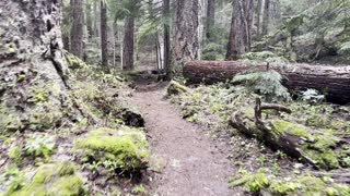 Old Growth Forest Section of Clear Lake Loop – Central Oregon – 4K