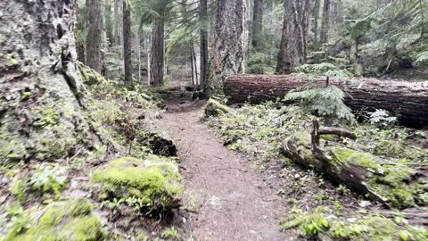 Old Growth Forest Section of Clear Lake Loop – Central Oregon – 4K