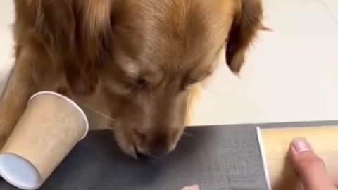 Cute Funny Dog Prank