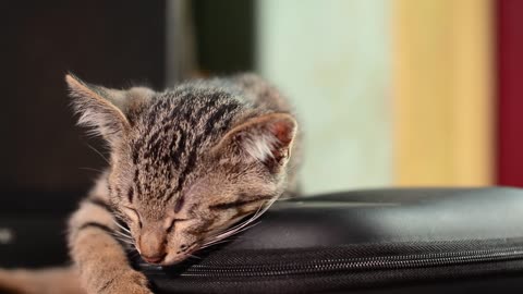 Sleeping Pet Cute Sweet Kitty