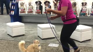 Jump rope cat