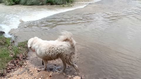 Two livestock guardian dogs take a break to play in the creek.