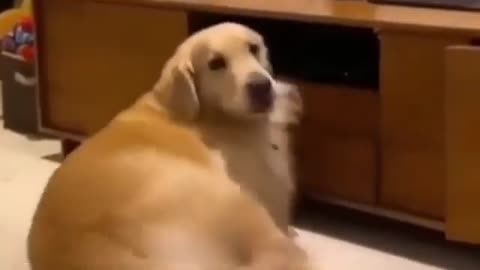 golden_retriever_funny_moments_🤣_#dogsvideo_#dog_#funny