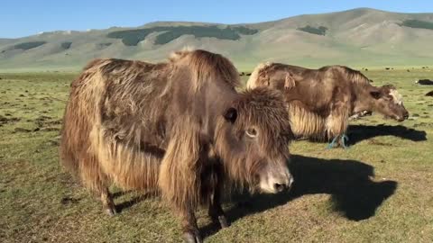 Mongolia dojenie. Ajmak północnochangajski