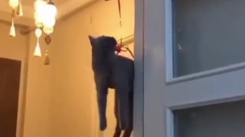 Flying cat!