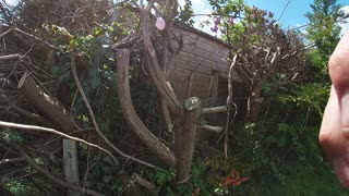 CHAINSAW TIME-LAPSE