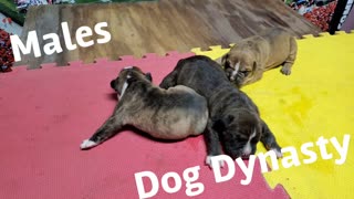 Dog Dynasty Puppy Male