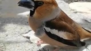 Injured Bird