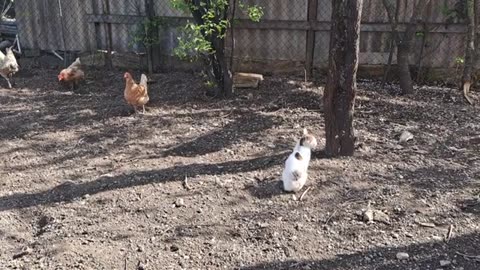 Cute little cat playing with chickens. The fun of a playful little cat