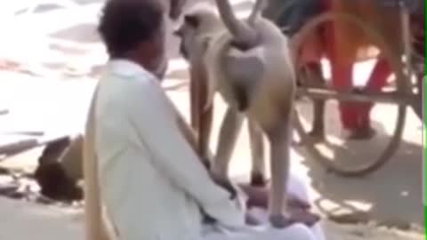 Man Scalped By Monkey