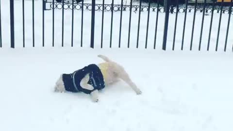 Excited puppy loves to roll around in the snow