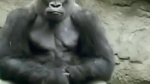 Funny gorilla nice video