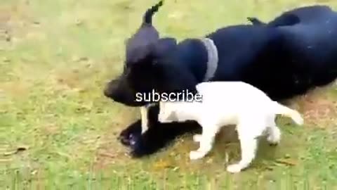 The Best of Funny Animal Videos