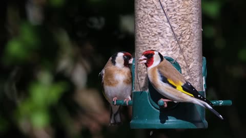 Goldfinch Bird Nature Wildlife Finch Songbird