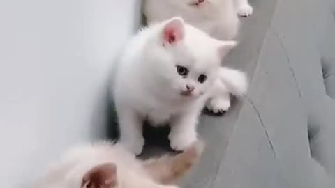 White cute cats